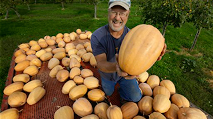 Mnet 183819 Morton Pumpkin Lead 0