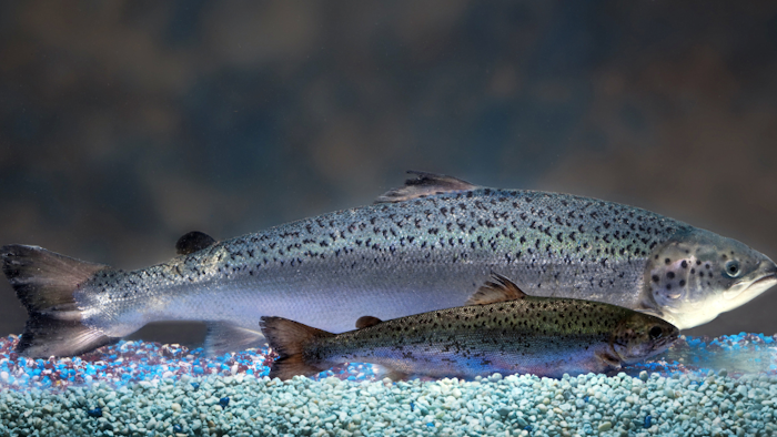 Mnet 170152 Salmon 1