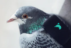 Mnet 67566 Bird Backpacks 0