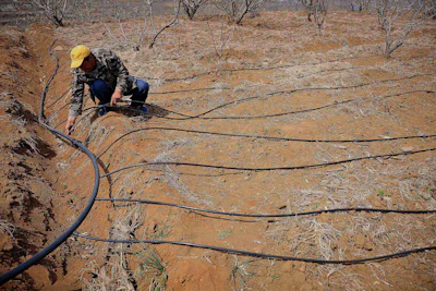 In this April 6, 2016 photo, a farmer sets up water pipes for trickle irrigation at a cherry garden in Yantai in east China's Shandong province. (Chinatopix via AP)