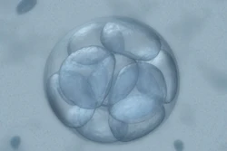 An image of a human embryo. (Image credit: Getty Images via GE Reports)