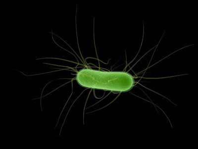 Scientist at Harvard turned an E. coli colony into a tiny living hard drive. (Image credit: Getty)