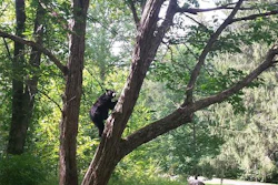 a female bear
