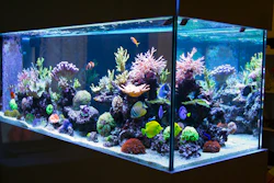 Fish Tank