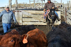 Mnet 110688 Montana Rancher Trump Trade Tariffs Ap
