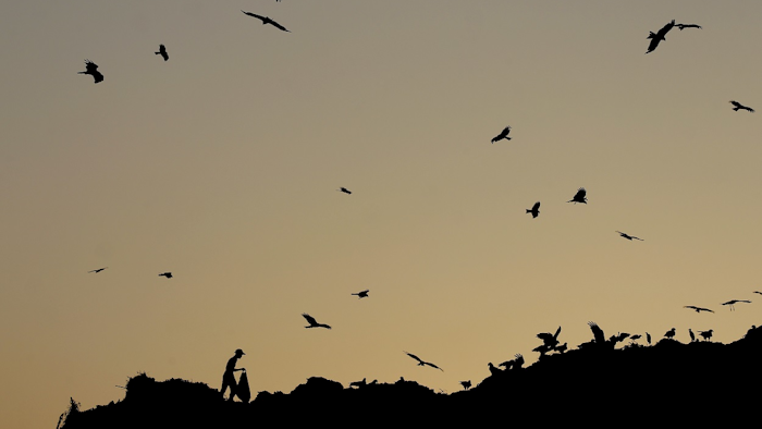 In this photo taken June 1, 2018, a ragpicker is silhouetted as he searches for reusable material at a garbage dump in New Delhi, India. Image credit: AP Photo/Altaf Qadri