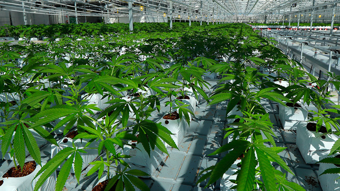 Mnet 201737 Marijuana Industry Ap