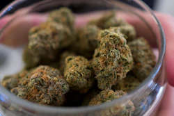 Mnet 205184 Marijuana Legislation Ap