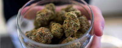 Mnet 205184 Marijuana Legislation Ap