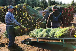 In this Dec. 5, 2019 photo, workers — most of them from Mexico — load Christmas trees onto a truck at Hupp Farms in Silverton, Ore. On Wednesday, Dec. 11, 2019, the U.S. House passed a bill that would loosen restrictions on hiring foreign agricultural workers and create a path to citizenship for more than 1 million farm workers estimated to be in the country illegally. The bill's fate in the Senate is unclear, and the White House hasn't said if President Donald Trump would sign it. But the 260-165 vote was a rare stroke of bipartisanship on immigration.