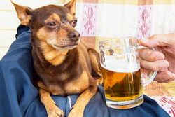 Dog Beer Istock