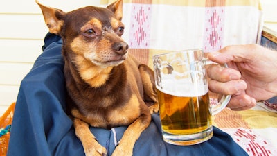 Dog Beer Istock