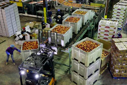 In this Aug. 27, 2013 file photo, workers load large containers of nectarines for sorting at Eastern ProPak Farmers Cooperative in Glassboro, NJ.