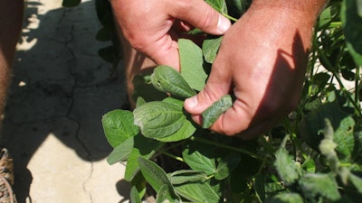 The controversial weedkiller dicamba is an active ingredient in Monsanto pesticides.