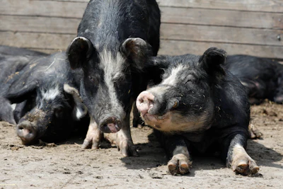 In this Friday, April 17 photo, Berkshire hogs rest in a pen on the Chris Petersen farm near Clear Lake, IA.