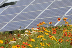 Pollinator-friendly ground cover at a Perdue Farms' solar installation in Salisbury, Maryland.