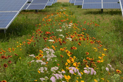 Pollinator-friendly ground cover at a Perdue Farms' solar installation in Salisbury, Maryland.
