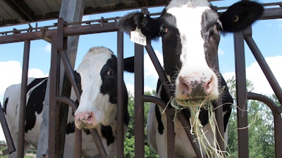 Cows on pasture at the University of Vermont dairy farm eat hay in a July 23 photo in Burlington, VT. The dairy industry has a familiar question for you: “Got milk?” Six years after the popular tagline was retired, “Got milk?” ads are back. The dairy industry is reviving the campaign hoping to prolong the U.S. sales boost milk has gotten during the pandemic.