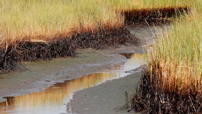 A ribbon of oil lines the bottom stalks of marsh grass.