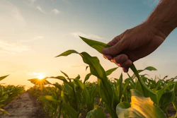 Corn Growing Ethanol Istock