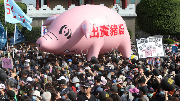 People hold a pig model with a slogan 'Betraying pig farmers' during a protest in Taipei, Taiwan on Sunday, Nov. 22.