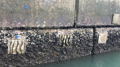 Eco-engineered tiles attached to the vertical seawalls in Lok On Pai, Hong Kong.