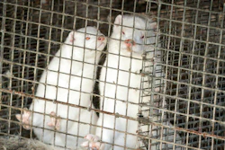 Minks in a farm in Gjoel in North Jutland, Denmark.
