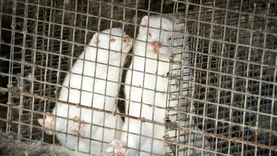 Minks in a farm in Gjoel in North Jutland, Denmark.