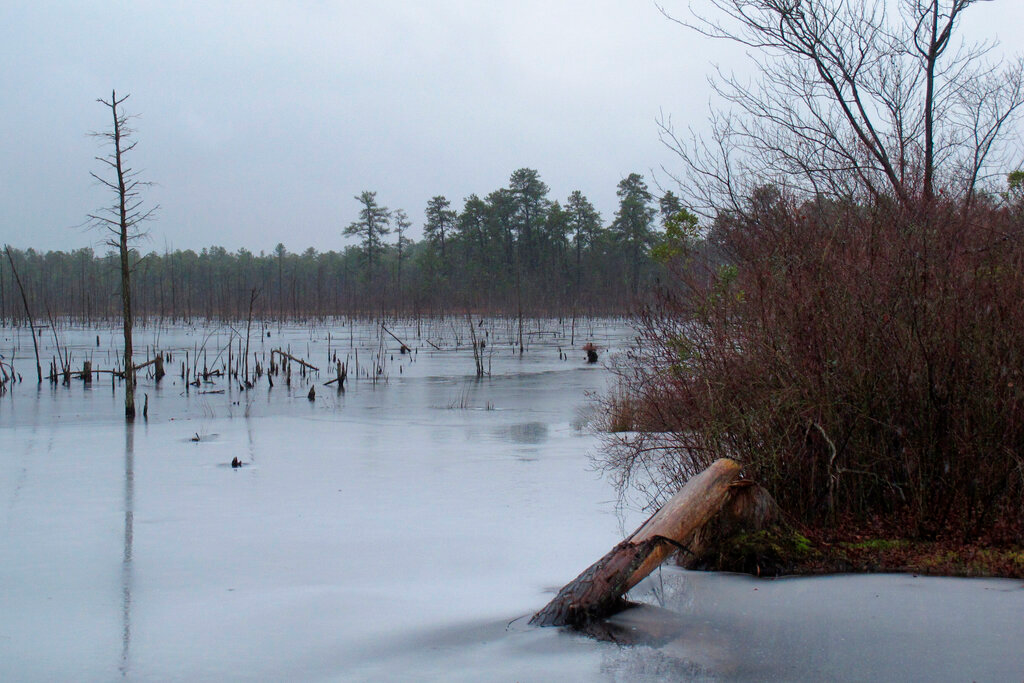 The New Jersey Pinelands region in Lakehurst, N.J.