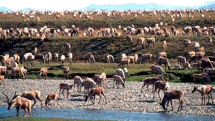 Caribou from the Porcupine Caribou Herd migrate onto the coastal plain of the Arctic National Wildlife Refuge in northeast Alaska.