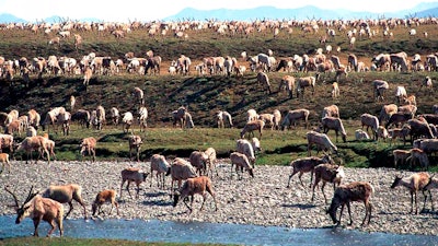 Caribou from the Porcupine Caribou Herd migrate onto the coastal plain of the Arctic National Wildlife Refuge in northeast Alaska.