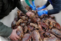 In this Monday, Nov. 11, 2019 file photo, fishermen arrange crabs after their boat returned from a fishing trip to the harbour in Hartlepool, England.