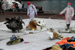 Workers spray disinfectant at parts of aircraft recovered from Java Sea where a Sriwijaya Air passenger jet crashed.