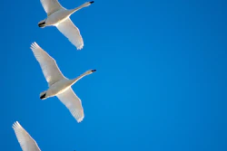 Migratory Birds I Stock 916219088