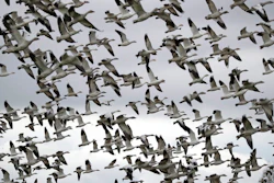 In this Dec. 13, 2019, file photo, thousands of snow geese take flight over a farm field at their winter grounds, in the Skagit Valley near Conway, Wash. The Biden administration on Monday, March 8, 2021, reversed a policy imposed under former President Donald Trump that drastically weakened the government's power to enforce a century-old law that protects most U.S. bird species. Trump ended criminal prosecutions against companies responsible for bird deaths that could have been prevented.