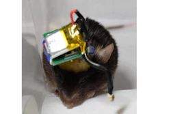 Mouse with a head-mounted Bluetooth wireless system that transmits neuronal signals from cortex implanted microneedle electrodes.