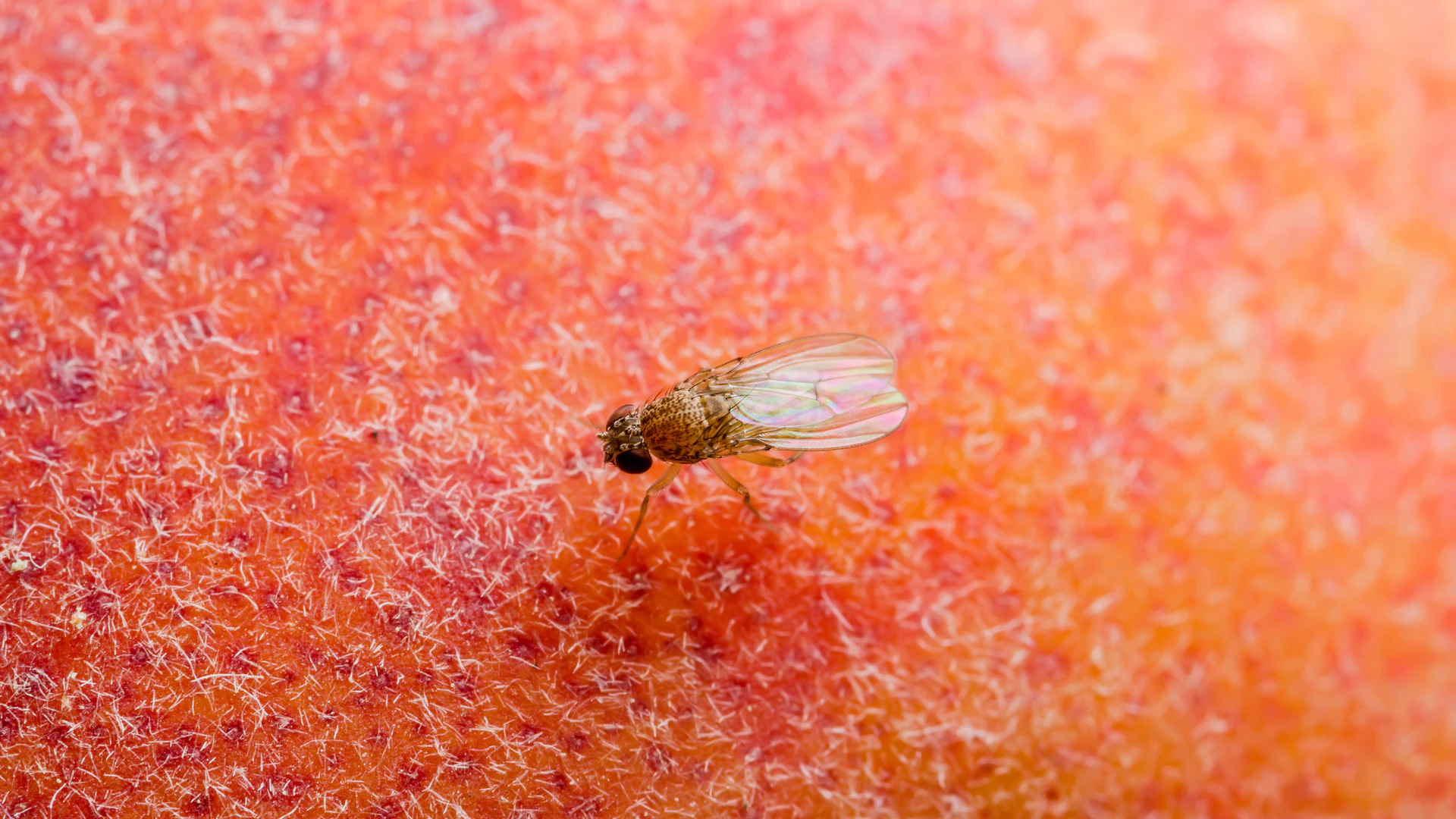 Fruit Fly Behavior Could Advance Autonomous Vehicles - Vimarsana News