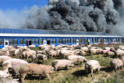 Pigs stand in front of a building after a fire broke out in a large pig farm in Alt Tellin, Germany, on Tuesday, March 30.