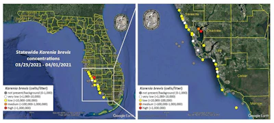A map shows red tide reports just south of Tampa Bay.
