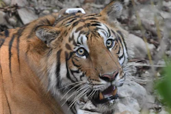 The GPS collar on this tiger in Nepal’s Parsa National Park will help scientists understand how the tiger behaves near and away from roads.