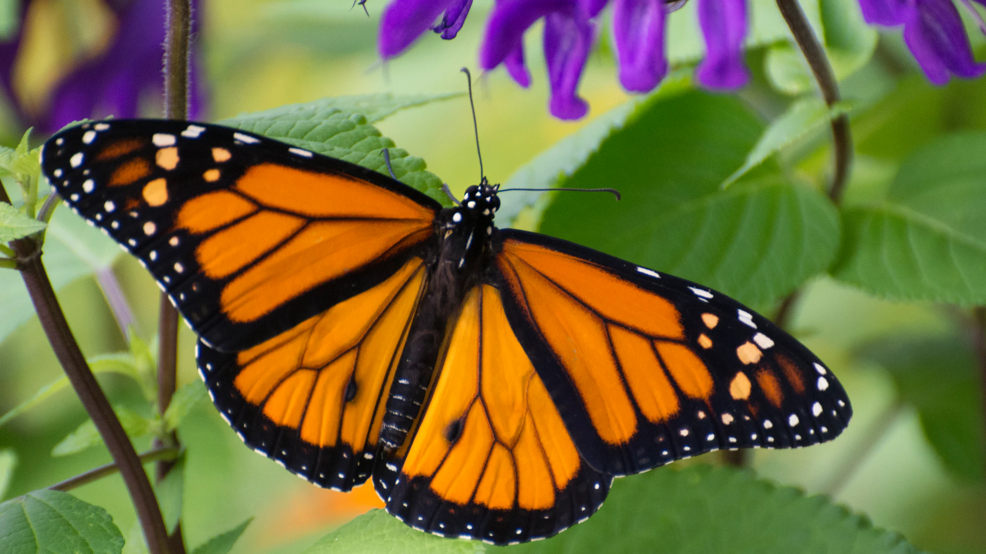 Managing Failure: Systems Thinking and the Butterfly Effect - Vimarsana News
