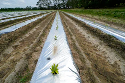 Pepper plants are grown for seed for Tabasco brand products at the McIlhenny Company on Avery Island, LA on April 27.