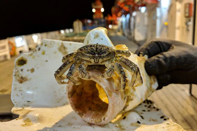 Surface-floating macroplastic item with a decapod, sampled from the German research vessel SONNE during expedition SO268/3 crossing the North Pacific Ocean from Vancouver to Singapore in summer, 2019.