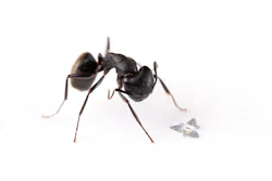 A 3D microflier sits next to a common ant to show scale.