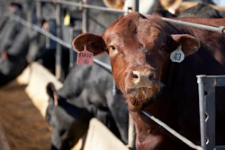 In this June 10, 2020 file photo, cattle occupy a feedlot in Columbus, Neb. Frustrated with persistently low prices, ranchers and others in the beef industry are moving to reverse decades of consolidation and planning to open new slaughterhouses.