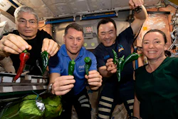 This photo provided by NASA, Astronauts, from left, Mark Vande Hei, Shane Kimbrough, Akihiko Hoshide and Megan McArthur, pose with chile peppers grown aboard the International Space Station on Friday, Nov. 5, 2021.