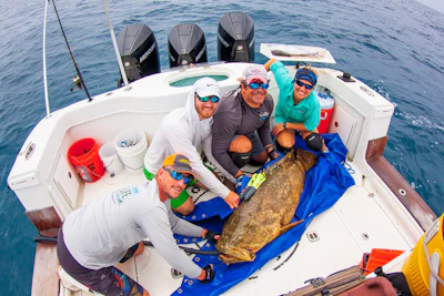 Mike McCallister, research coordinator; Clark Morgan, a Ph.D. student; Matt Ajemian, Ph.D., and Lauran Brewster, Ph.D., with a Goliath Grouper.