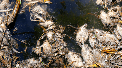 Dead, decomposing fish float in Las Villas river, which feeds the San Onofre reservoir in Ayotlan, Mexico on Dec. 9, 2021.