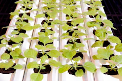 This Sept 10, 2021, photo provided by Medicago, shows a tray of N. Benthamiana sprouts inside a Medicago greenhouse, in Quebec City. On Tuesday, Dec. 7, 2021, the Canadian drugmaker says its plant-based COVID-19 vaccine showed strong protection against the coronavirus.