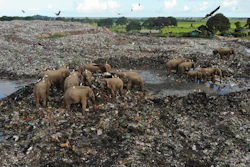 Around 20 elephants have died over the last eight years after consuming plastic trash in the dump. Examinations of the dead animals showed they had swallowed large amounts of nondegradable plastic that is found in the garbage dump, wildlife veterinarian Nihal Pushpakumara said.